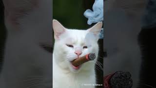 Bad @ss Pussy Cat #cat #cigar #Cute #animals #animalshorts