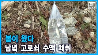 봄이 왔다 남녘 고로쇠 수액 채취(경남)