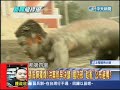 2013.09.12新聞龍捲風part3　兵慌馬亂之際　募兵制「延兩年」82年次要當兵