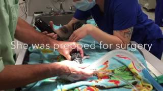 Dr. Miller Amputates Rosetta the Guinea Pig's Back Leg