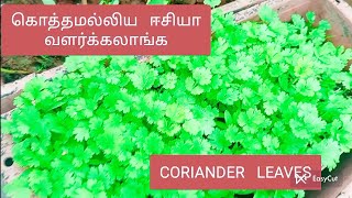 கொத்தமல்லி  செடி  எப்படி  ஈசியா  வீட்டில்  வளர்க்கலாம்னு  இந்த  வீடியோ  பதிவை  SKIP  பண்ணாம  பாருங்க