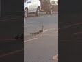 【危険】危ない‼️気をつけて⚠️カルガモ親子🦆🐤🐤🐤🐤🐤🐤🐤🐤🐤🐤🐤🐤•*¨*•.¸¸☆*･ﾟ