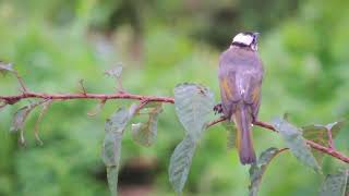 남쪽에서 온 손님. 검은이마직박구리 sound+video (light-vented bulbul)