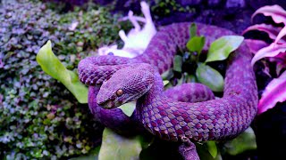 Trimeresurus Venustus  0.1 /  Live Feeding  / Venomous Snake