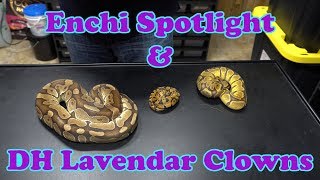 Cutting a Ball Python Clutch of Double Het Lavender Albino Clowns!