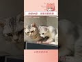 你是好会撒娇的一只宝宝！ 猫咪 治愈 萌宠 可爱 shorts