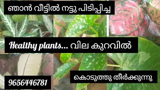 ചെടികൾ ഇഷ്ടം ഉള്ളവർക്ക്.... വില കുറവിൽ വാങ്ങാൻ 9656446781