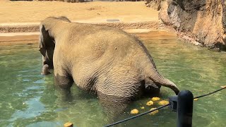 プールに浸かってリラックスしてウンチ出ちゃったスーリヤさん【2023年7月26日】【上野動物園】アジアゾウ