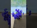 Blue Blazes Mini African Violet