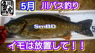 yasu イモは放置が釣れる？川バス釣り/川スモールマウスバス/2021年5月BLACK BASS FISHING