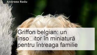 Rasa de câine Griffon belgian: fotografie, video, descrierea rasei și caracter