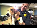 treasure island fire rescue adopts beagle rescued from breeding facility