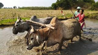 నేను మొదటి సారి ఎద్దుల తో పొలం జంబు కొట్టాను,నిజంగా చాలా కష్టం,వ్యవసాయం చేసే రైతులందరూ దేవుళ్లు 🙏