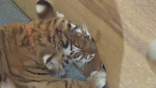 2018.7.8 東北サファリパーク☆ベンガルトラのリラちゃん【Tiger baby】_03