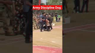 Army Discipline Dog vs My dog | short