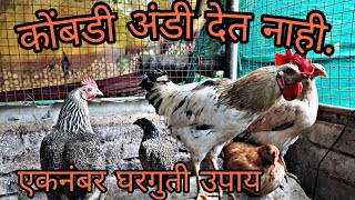 कोंबडी अंडी देत नाही काय करायच ?  Do not give chicken eggs