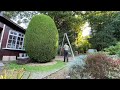 Trimming up a nicely shaped conifer 🌳tree🌳😀