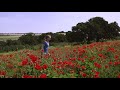 red poppies field israel s spring 2019 4k