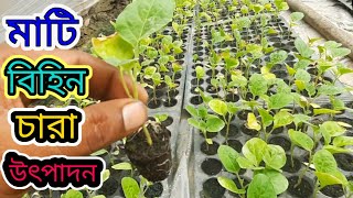 মাটি ছাড়া,  সিডলিং ট্রে তে চারা উৎপাদন |• grameen jonojibon