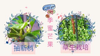 「四季蜜芒果」 草生栽培 植栽漂亮 又抽梢