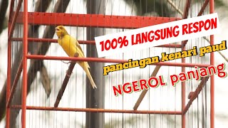 SUARA BURUNG - di jamin 100% respon | kenari paut langsung gacor belajar ngerol panjang