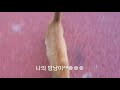 길냥이 육아ep12 네 마리 새끼냥이 중 한 마리가 계속 보이지 않습니다 확인결과 충격 .what is the fate of an invisible kitten . 새끼 고양이