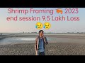 Shrimp Framing  2023 end session Loss 9.5 Lakh 😥😥 #aquaculture #fishing #fishframing #shrimp