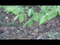 black redstart foraging female hausrotschwanz futtert w.