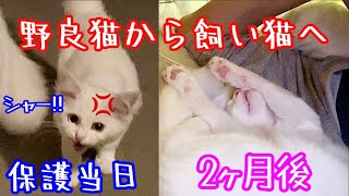 【野良猫から家猫へ】野良子猫を保護してから2ヶ月間の記録