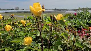 Rosa Kolorscape® 'Lemon Fizz'💛 // Outstanding⭐ disease resistance with VIBRANT, deep yellow blooms