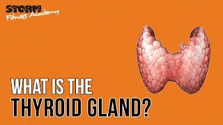 The Thyroid Gland | Storm Fitness Academy