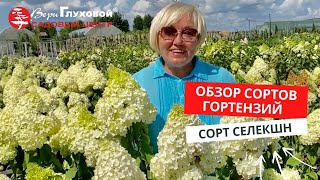 ОБЗОР СОРТОВ ГОРТЕНЗИЙ