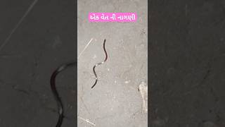 એક વેત ની નાગણી \u0026 ek vet NI nagni ખેતલાઆપા