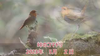 峠のコマドリ（20230502）囀り付き