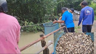 Alhamdulillah!!mas Yugo banyak akal panen bibit ikan banyak pol saat banjir//seser tarik