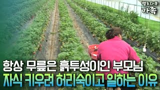 [다큐 ‘가족’ 64-2] 항상 무릎은 흙투성이인 부모님 자식 키우려 허리숙이고 일하는 이유