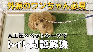 【まさかの結末！】外派の犬を室内でトイレさせる方法⌇ドッグランDIY費用公開⌇外でしかオシッコしない愛犬がチャレンジ♡成功なるか？！⌇トイレのしつけ直し⌇トイレトレーニング