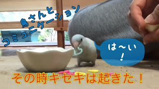 【おもしろかわいい】インコの芸　☆マメルリハ☆