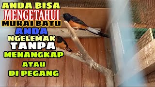 CARA MENGETAHUI MURAI BATU NGELEMAK TANPA HARUS DI T*NGAP !!!