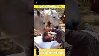 মানুষের প্রতি ঘোড়াদের ভালোবাসা 🥰🤯 #horse #sorts #story #banglavoice