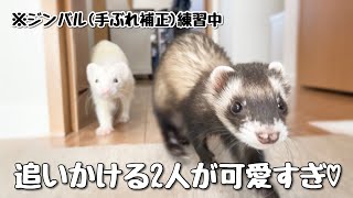 フェレット達がずっと追いかけてくるんです♡【ferret#806】