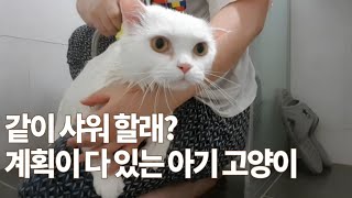 [4묘4색] (ENG) 같이 샤워할래? 엄마랑 같이 목욕하고 싶은 계획이 다 있는 아기고양이ㅣBaby cat with plans to shower with mom.