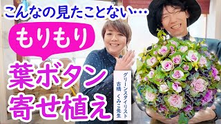 【葉ボタン寄せ植え】スペシャルな葉ボタン寄せ植えに、カジメン君がチャレンジ！