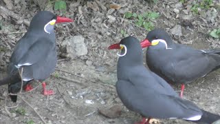 インカアジサシ　おヒゲがかわいい鳥です　【日本平動物園】Inca Tern Nihondaira Zoo