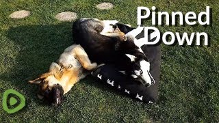 German Shepherd gets stuck under playful Husky