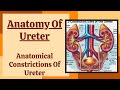 Anatomy of Ureter | Constrictions of Ureter | Location of Kidney Stones in Ureter