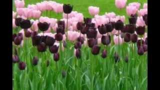 Keukenhof Flower show Beautiful tulips 荷兰花展 鬱金香花