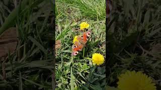 Beautiful butterfly on a dandelion #nature #butterfly #beautiful #dandelions #spring