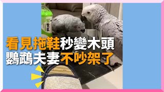 鸚鵡夫妻吵架「看見拖鞋」秒安靜...怕到定格不敢動｜寵物動物｜非洲灰鸚鵡｜鳥｜搞笑｜精選影片