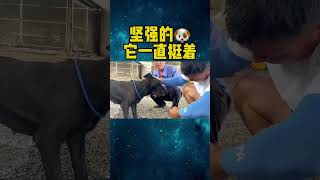 你到底经历了什么 #被遗弃的狗 #田园犬 #救助流浪狗